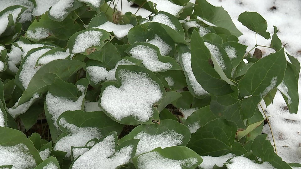 Stauden vor Frost schützen | MDR.DE Stauden vor Frost schützen | MDR.DE