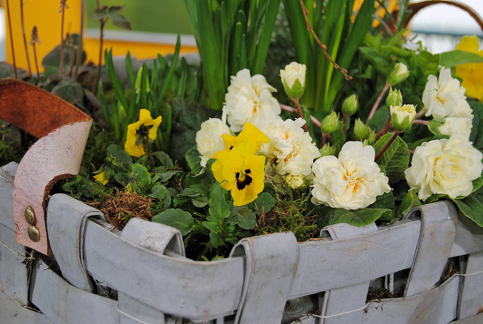 Frühblüher Diese winterharte Primeln machen Lust auf den Frühling MDR.DE