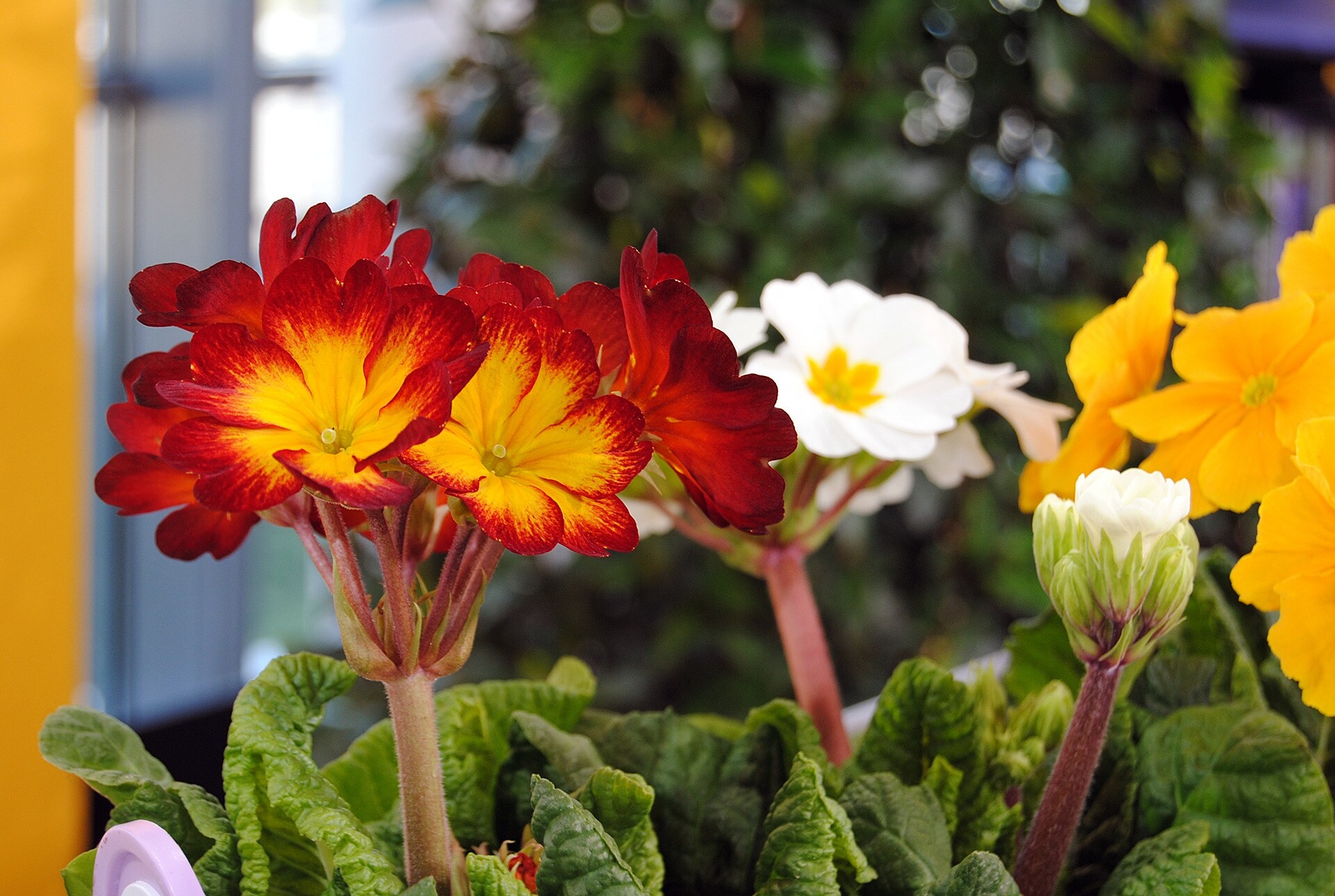 Frühblüher Diese winterharte Primeln machen Lust auf den Frühling MDR.DE