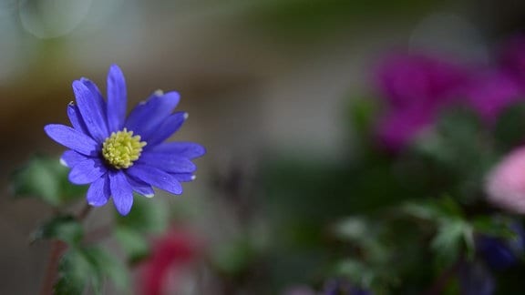 blaue Blüte der Anemone 