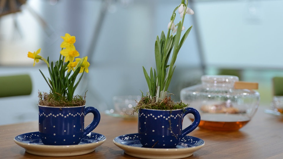 Narzissen aus dem Topf in den Garten pflanzen MDR.DE