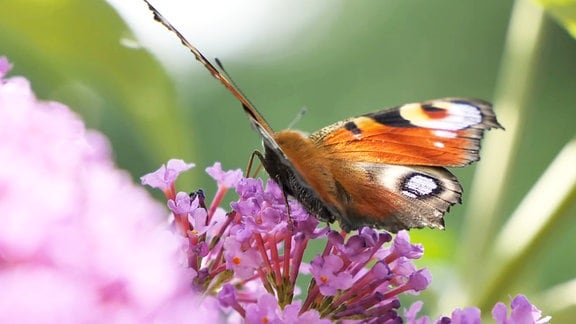 ein Schmetterling auf einer Pflanze