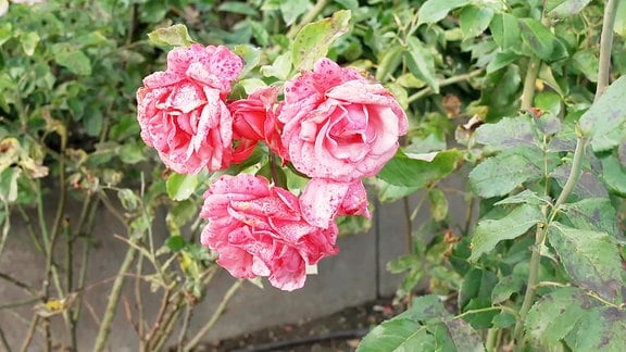 Rosenblüten in einem Garten
