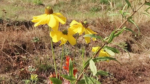 eine gelbe Blüte an einer Staudenpflanze