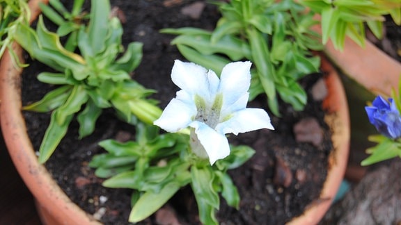 Eine kleine Blume mit weißer, kelchförmiger Blüte in einem Topf