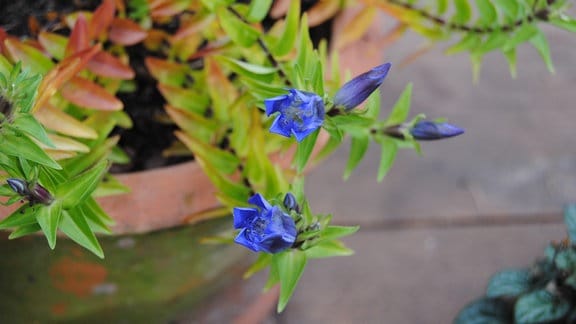 Niedrig wachsende Triebe mit Blättern und blauen, noch fast geschlossenen Blüten an den Enden in einem Blumentopf 
