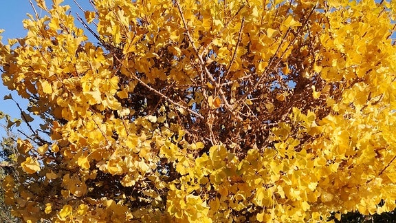 Ginko Baum mit gelb gefärbten Blättern. 