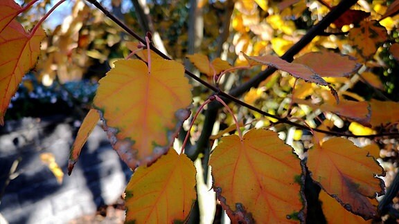 Gelb gefärbte Blätter des Streifenahorns  