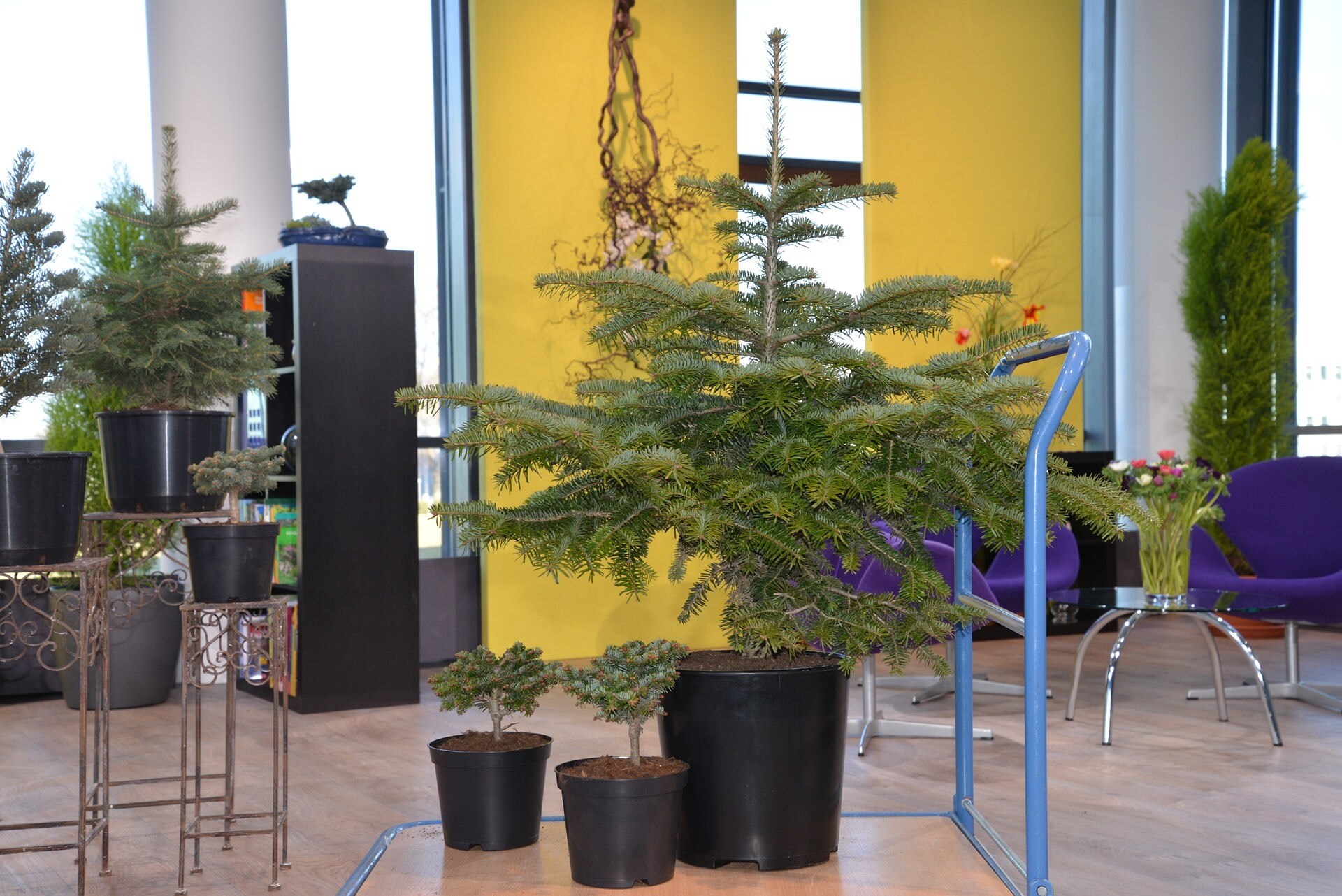 Tannen für Garten und Fensterbrett MDR.DE
