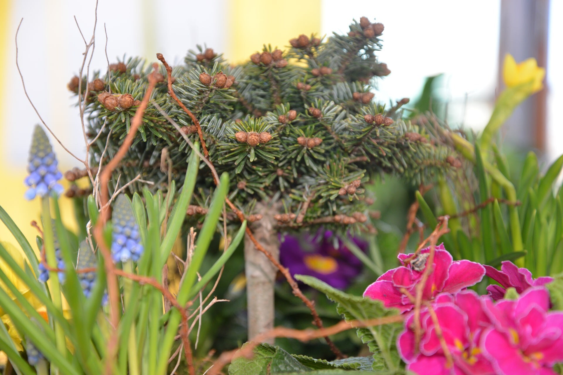 Tannen für Garten und Fensterbrett MDR.DE