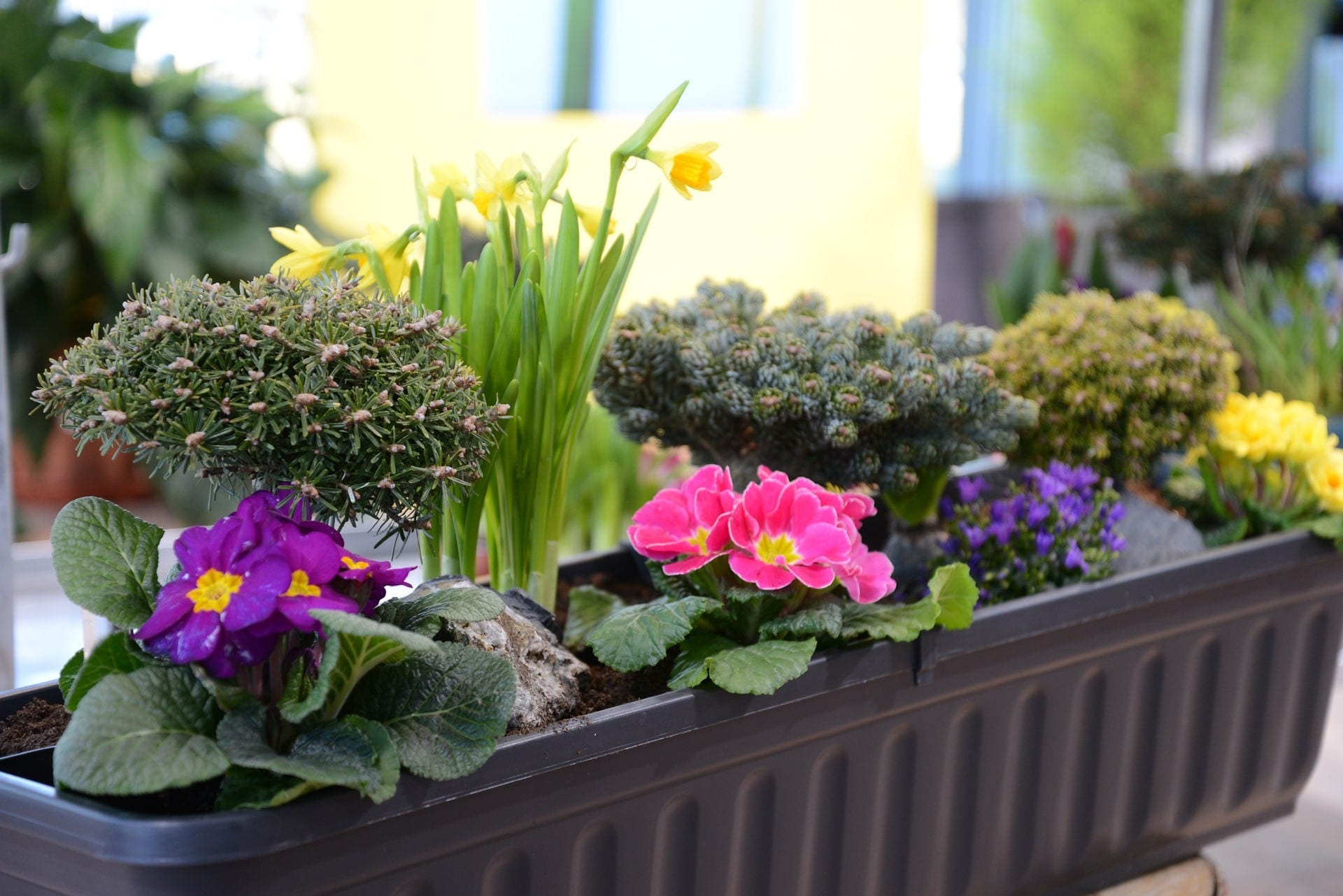 Tannen für Garten und Fensterbrett MDR.DE