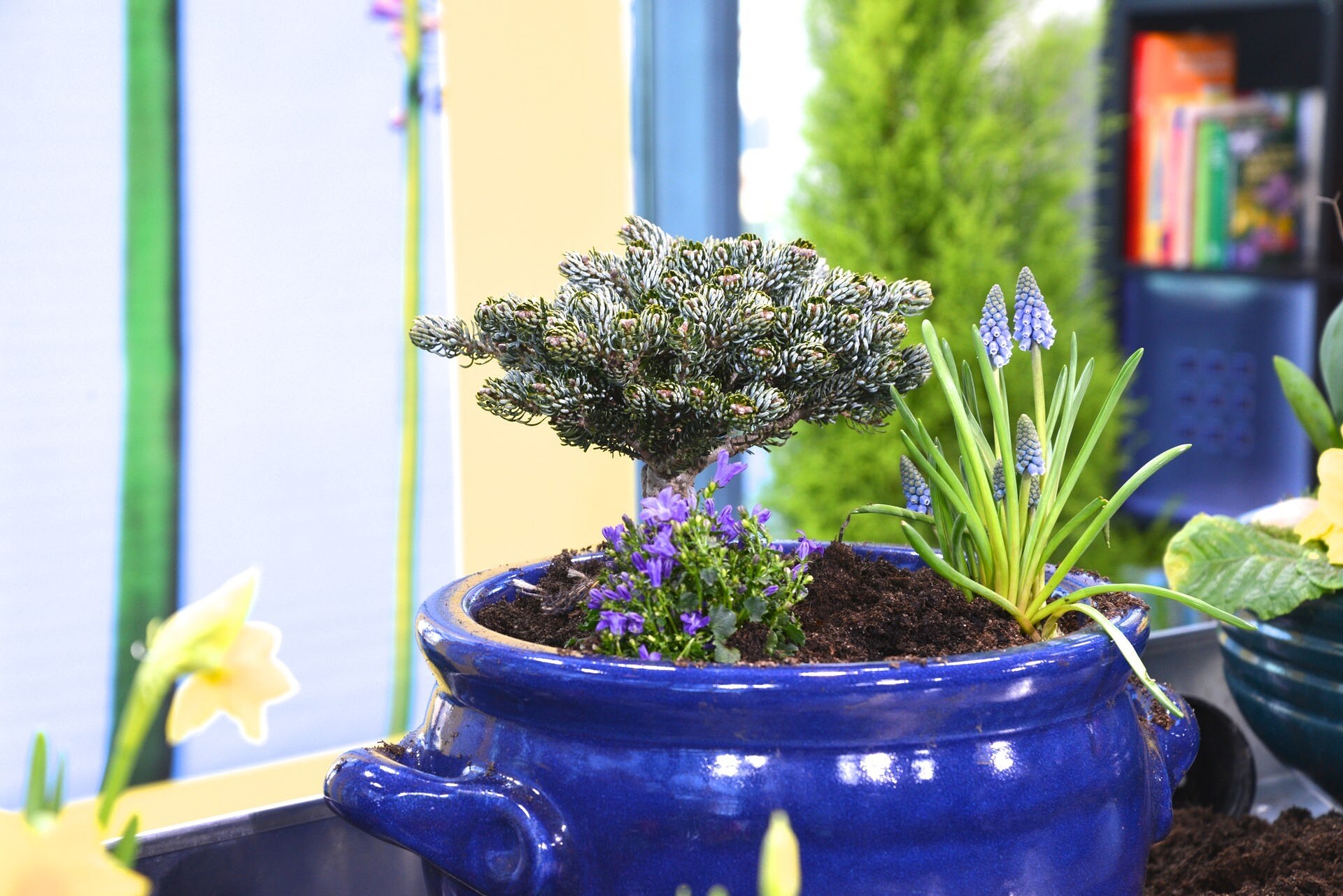 Tannen für Garten und Fensterbrett MDR.DE