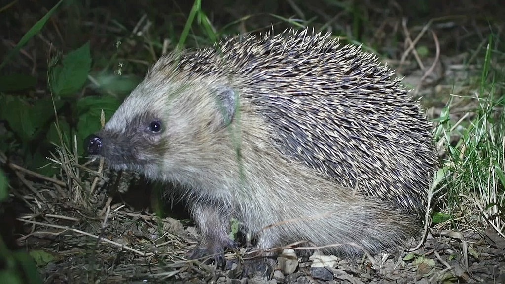 nachtaktives tier im garten