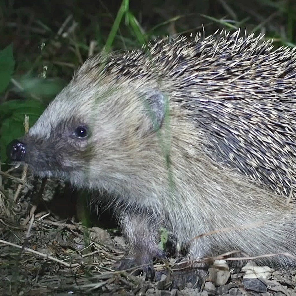 Tiere Bei Nacht Wenn Es Im Garten Dunkel Wird Mdr De