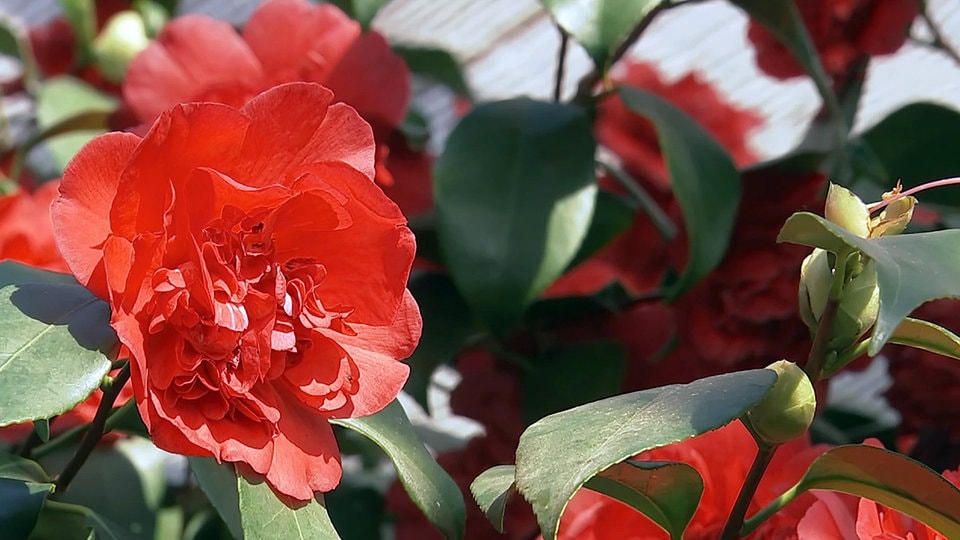Veranstaltungstipp Wo in Sachsen jetzt die Kamelien blühen MDR.DE