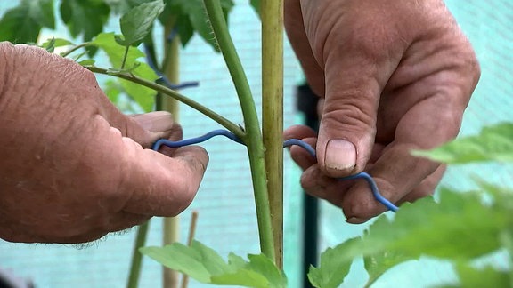 Tomatenpflanze wird angebunden
