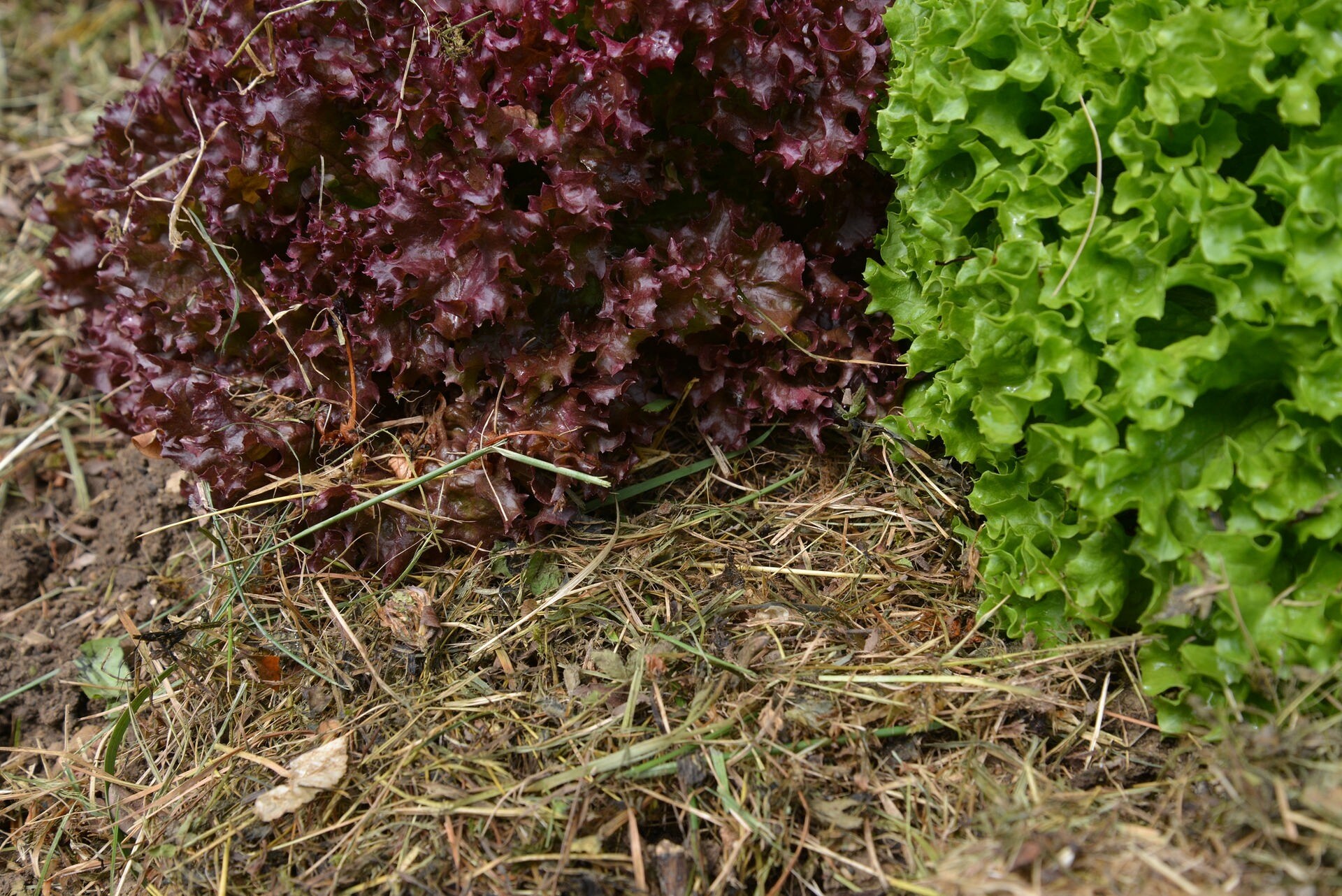 Mulchen mit Gras und Stroh | MDR.DE