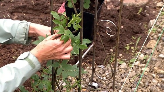 Pflanzung einer Ramblerrose