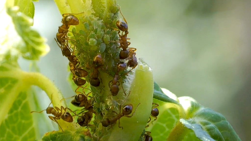 Was Hilft Gegen Eine Ameisenplage Mdr De