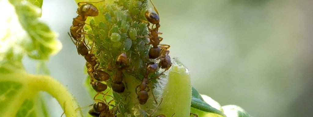 Ameisen Im Blumenkubel Was Tun Mdr De