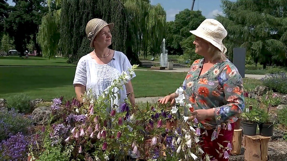 Glockenblumen pflanzen, pflegen, vermehren