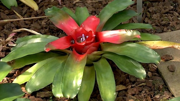 Exotische Pflanze mit grünen bis roten Blättern