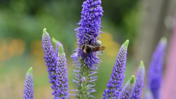 Auf einer lila Traube einer Ehrenpreis-Blüte sitzt eine Biene