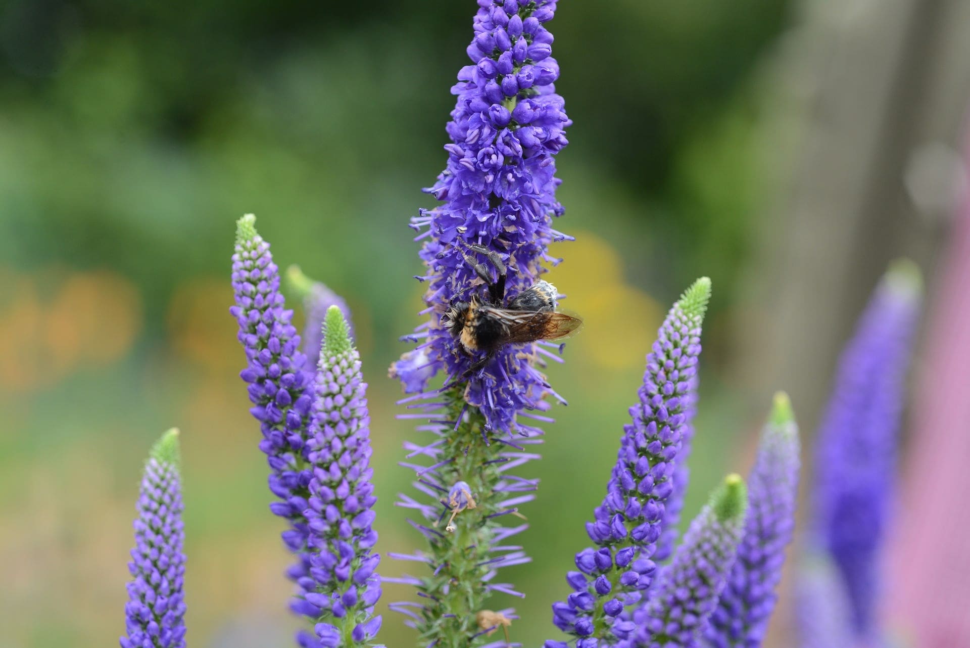 Insektenweiden für Beet und Kübel MDR.DE