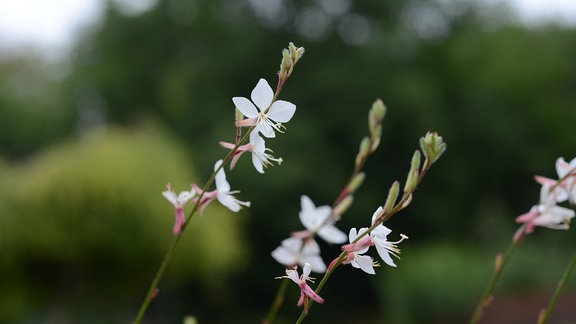 weiße Blüte der Gaura