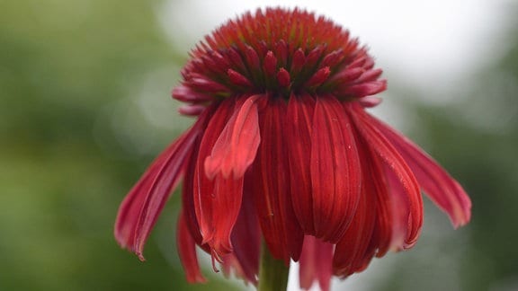 rote, gefüllte Echinacea-Blüte
