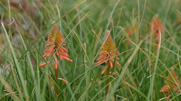 Blüten der Fackellilie zwischen Gras