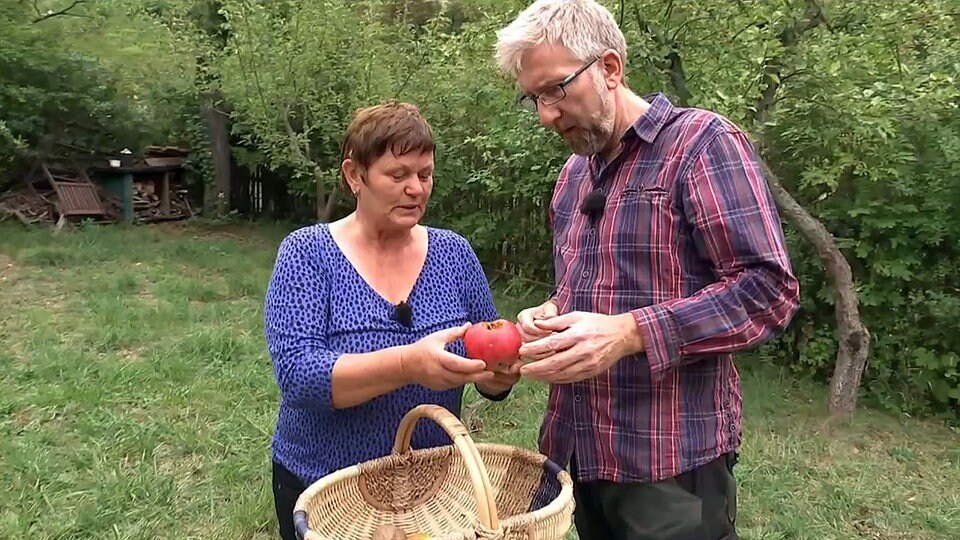 Äpfel und Pflaumen im Garten MDR.DE