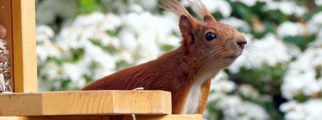 Eichhornchen In Den Garten Locken Mdr De