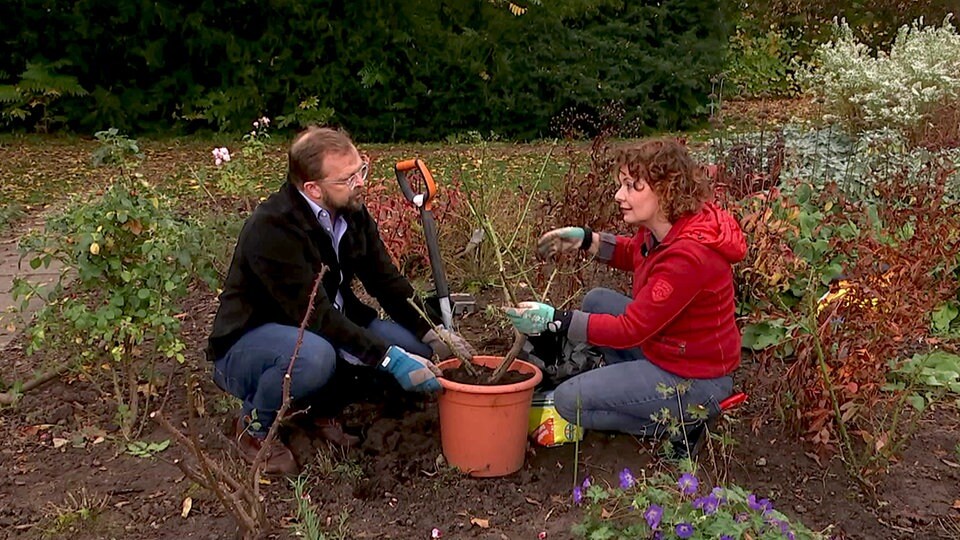 Ein Beet zieht um Rosen im Herbst richtig umsetzen MDR.DE