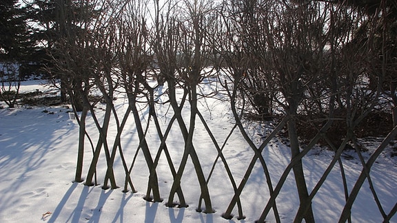 Ein Zaun aus gepflanzten Weidenstecken im Winter.