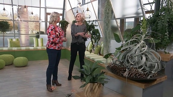 Diana und Kathrin sprechen über Hängepflanzen