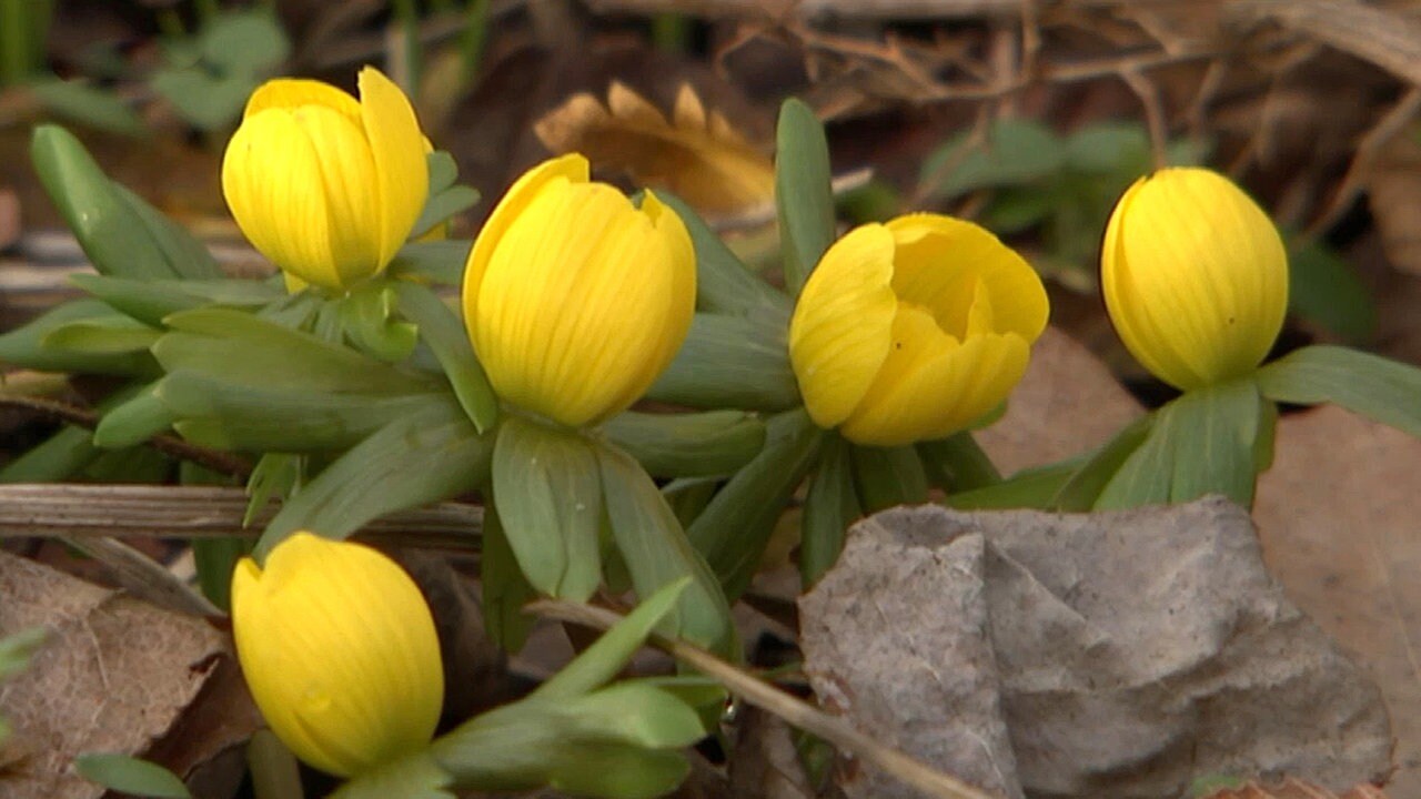 Fruhlingsboten Erste Winterlinge Zeigen Sich Im Januar Mdr De