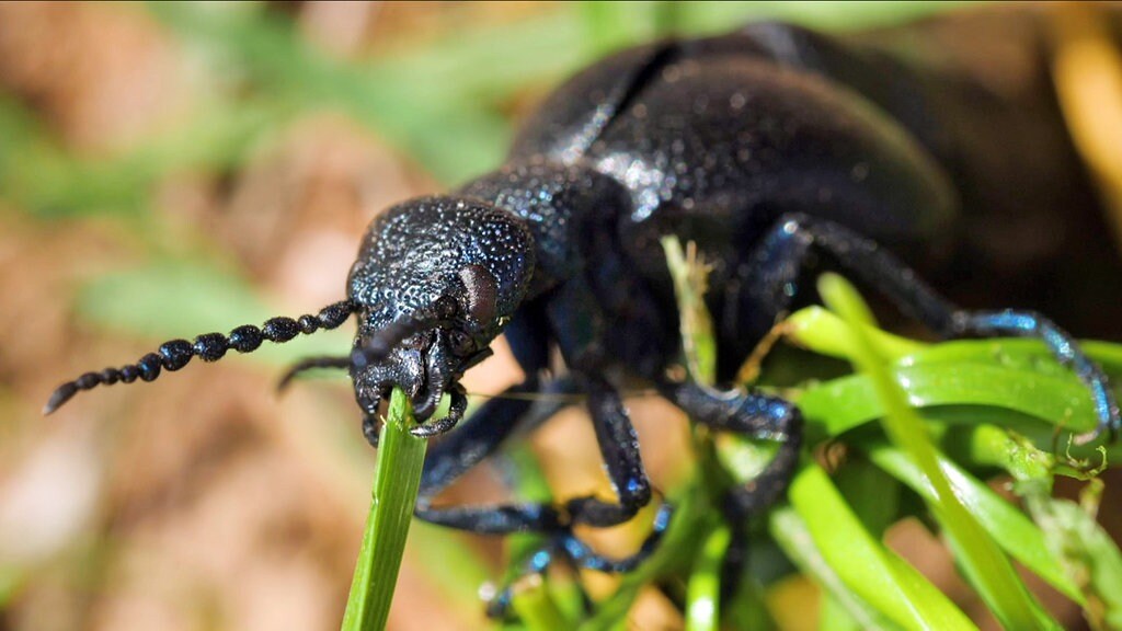 Kafer Des Jahres Krabbelt Durchs Heide Und Teichland Der Oberlausitz Mdr De