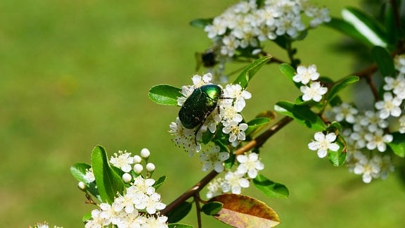 Ein Käfer sitzt auf den weißen Blüten des Feuerdorns