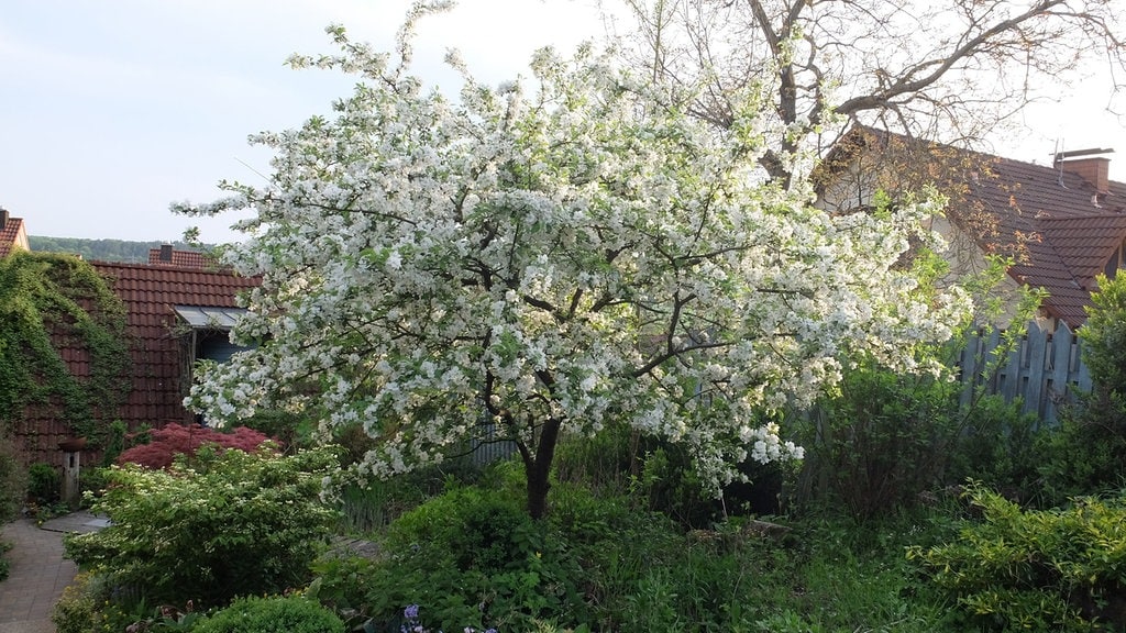 Zehn Straucher Und Baume Fur Bienen Und Andere Insekten Pflanzen Mdr De