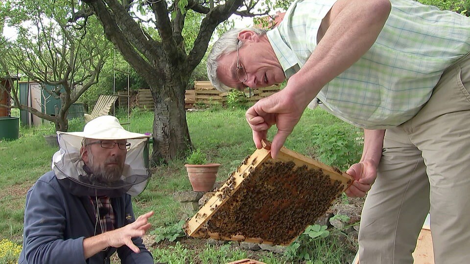 Honigbienen im Garten halten MDR.DE