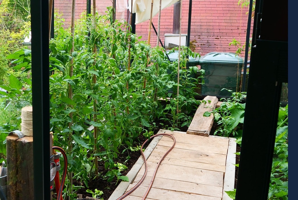 Tomaten Anbauen So Schnell Wachsen Tomaten Im Gewachshaus Mdr De