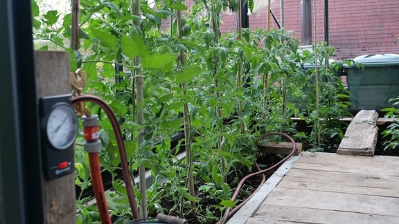 Tomaten Funf Tipps Fur Den Erfolgreichen Anbau Mdr De