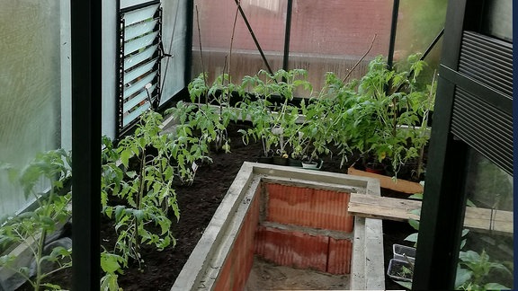 Blick in ein Gewächshaus mit kleinen Tomatenpflanzen 