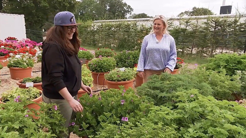 „Pelargonien sind meine Leidenschaft“ MDR.DE