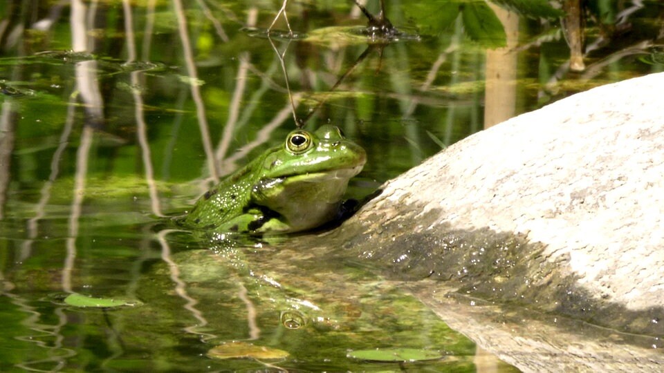 Tierfreundlicher Garten Gefahren für Tiere erkennen und