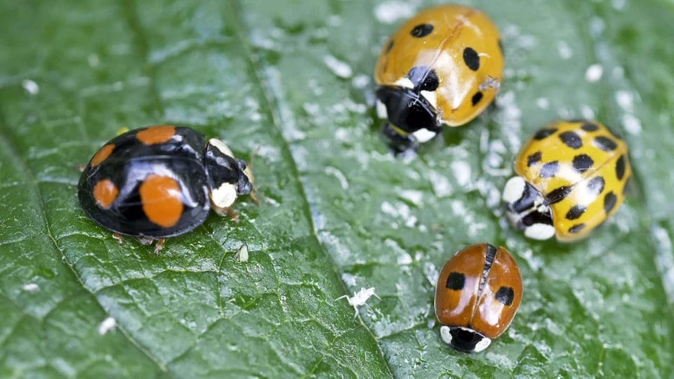 MarienkäferArten im Garten Bunte Punktevielfalt gegen Blattläuse MDR.DE