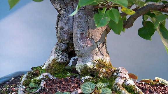 Ein Bonsaibaum
