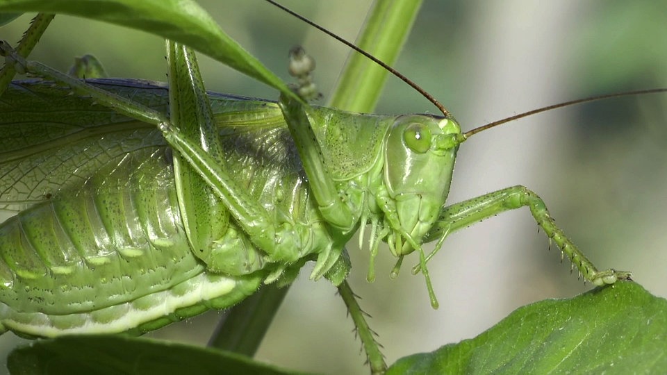 Heupferd das Zirpen im Sommergarten MDR.DE