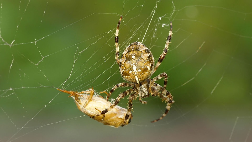 Nützlinge Das geheime Leben der Spinnen im Garten MDR.DE